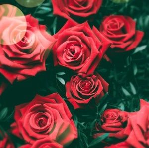 Meet your Posher, Paige